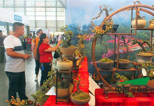 第十七届中国昆明国际花卉展上 微型盆景硕果累累
