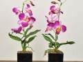 温室盆栽花卉怎么冬季管理的6个方法