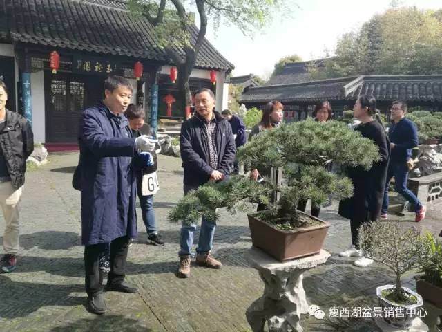 今日特邀国家级盆景大师赵庆泉先生莅临现场指导