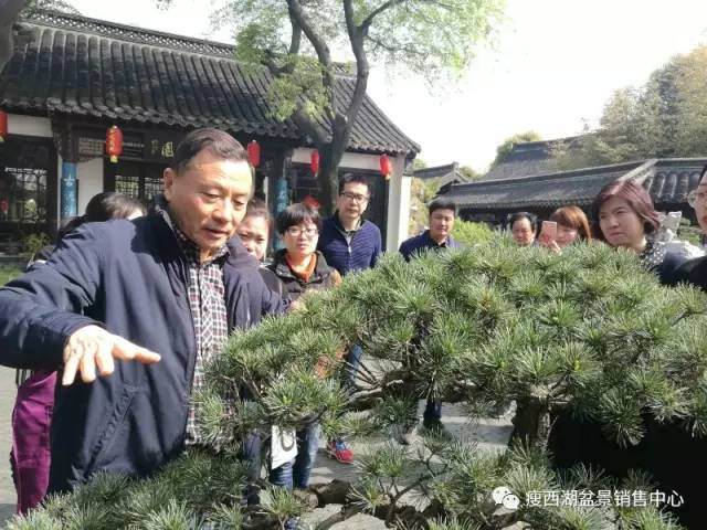 今日特邀国家级盆景大师赵庆泉先生莅临现场指导