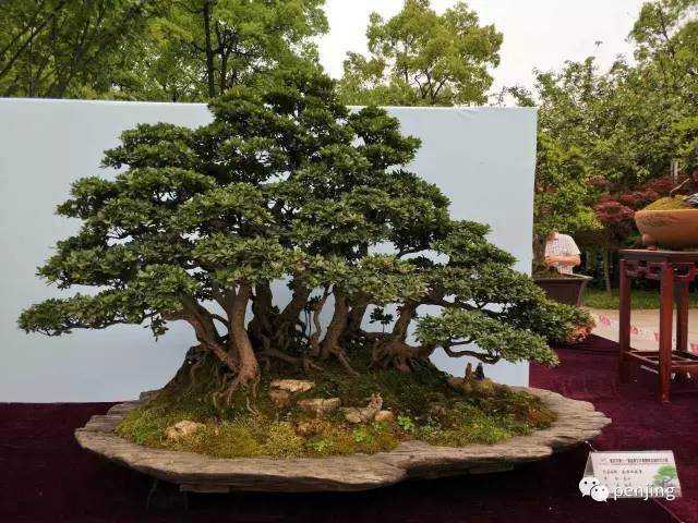 百年罗汉松亮相重庆市第十一届盆景艺术展