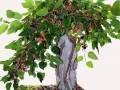 桑树老桩盆景怎么发芽制作与养护