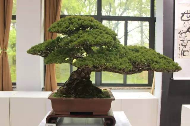 上海植物园助阵2017年中国五大流派盆景艺术作品邀请展