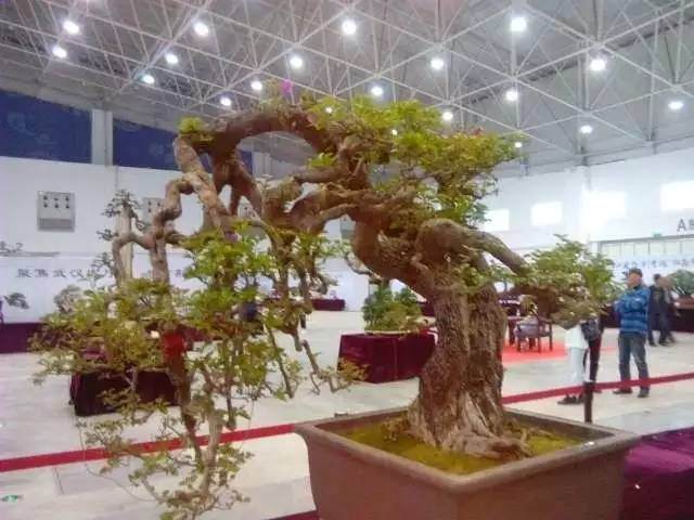 【多图】 赏“荆楚谣”盆景展，感悟草木之间方寸之美