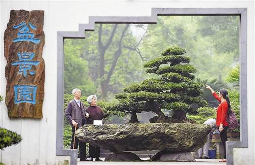 南山盆景艺术展开幕 这盆“三大夫松”价值超百万