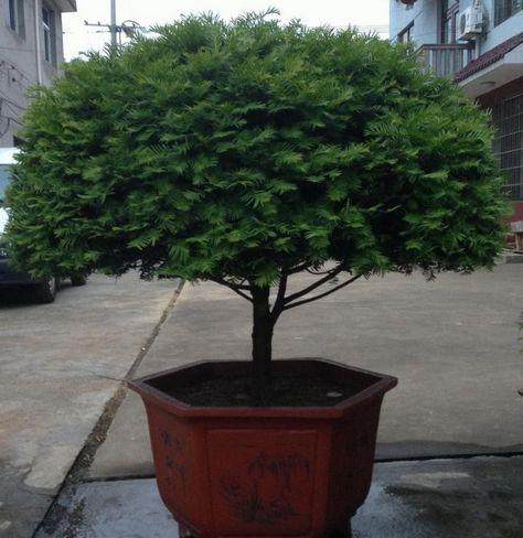 四季常青的红豆杉盆栽应该如何养护？