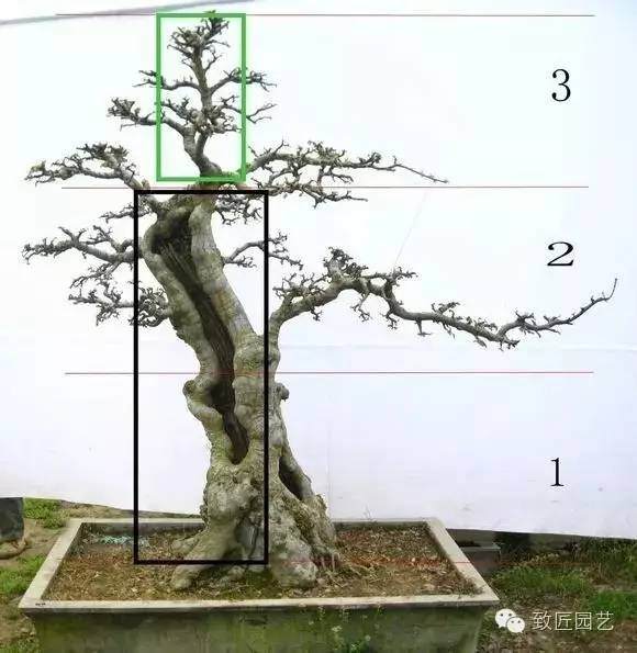怎样定位裁截树桩盆景的方法