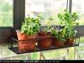 阳台盆栽怎么种植西红柿的3个方法