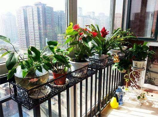 阳台盆栽“百香果苗”实用方法，才能长得大结得多！