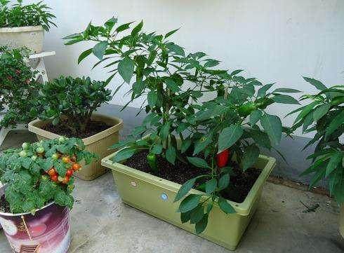 适合阳台盆栽的6种水果，又安全，又好吃！