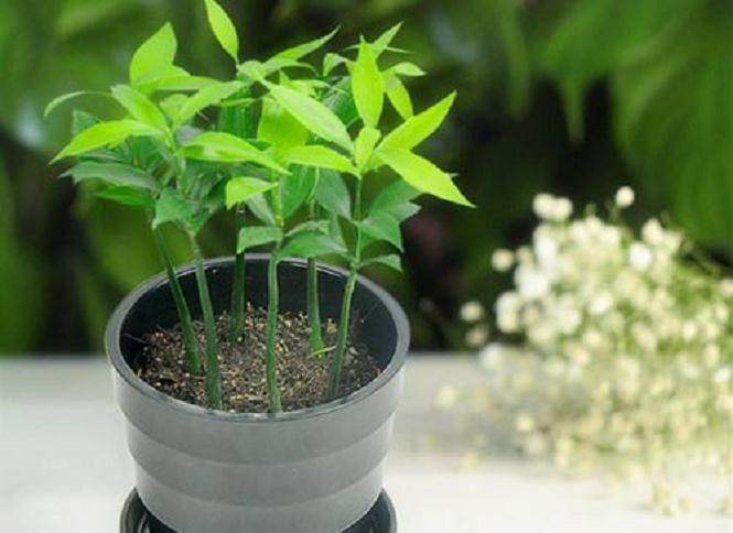 盆栽茶花的施肥方法——须注意的几个问题【多图】