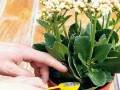 盆栽有机茶花怎么施肥的5个技术