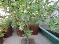 盆栽果树营养土怎么制作的5个方法