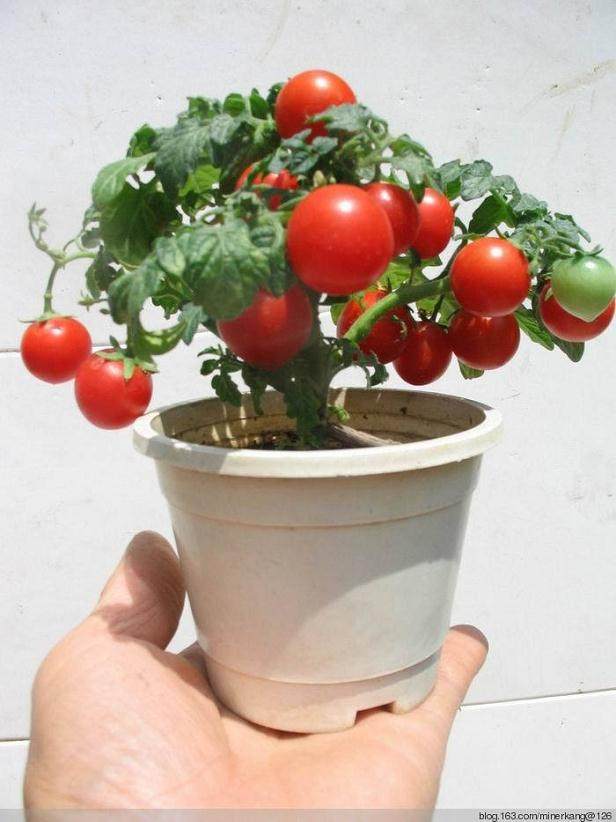 盆栽番茄，密植矮化是关键？【图解】