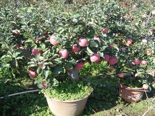 盆栽苹果的肥水管理和整技造形【图解】