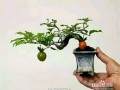 常盘柿盆栽怎么养植的3个方法