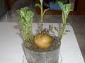 家里土豆盆栽怎么发芽种植方法