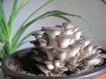 在家里制作盆栽蘑菇发芽的5个步骤