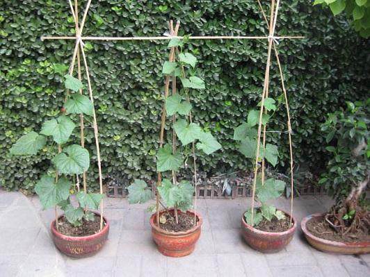 盆栽黄瓜怎么发芽种植的4个技术