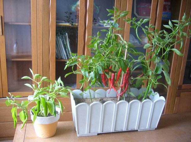 雾霾天养什么植物 7种小盆栽净化雾霾空气【图解】
