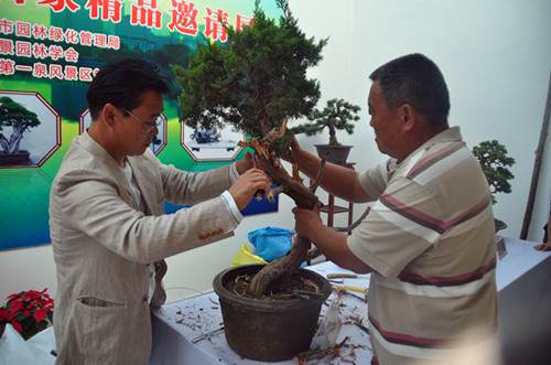 国家级盆景大师亮相天下第一泉 图片