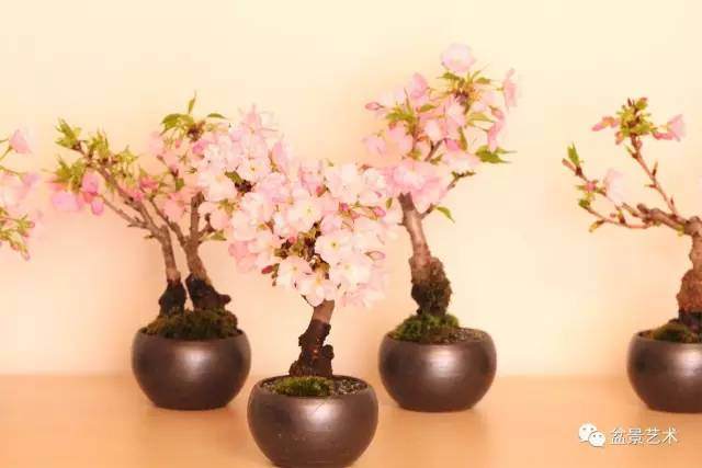 樱花盆景的发芽制作方法