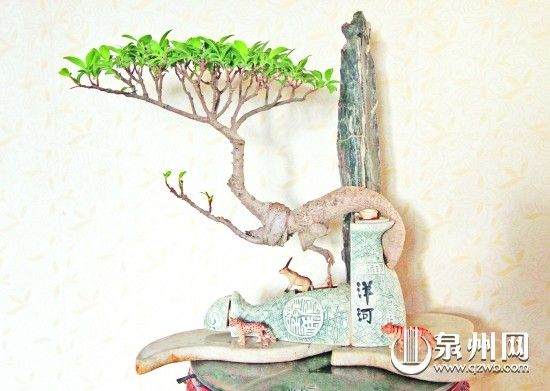 精美的酒瓶盆景作品