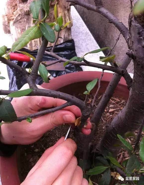 木瓜海棠盆景怎么高压繁殖的方法