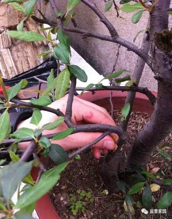 木瓜海棠盆景怎么高压繁殖的方法