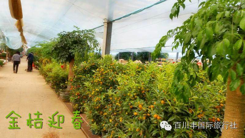 山东青州花卉盆景市场 图片