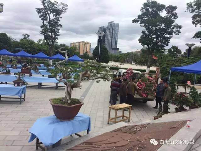 2017云南省昭阳盆景展已进场开始布置多图
