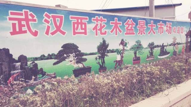 武汉西花木盆景大市场开业啦【图】