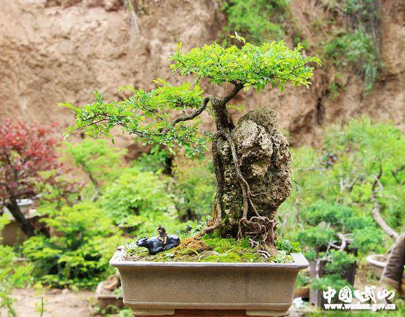 盆景花卉艺师——刘录顺【多图】