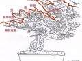 中国盆景艺术以中国画为指导 讲究“气韵生动”