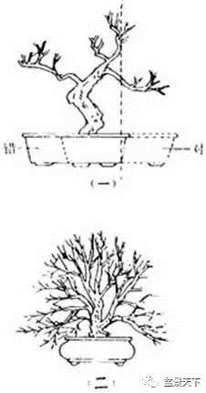 树桩盆景怎么 种植制作的方法