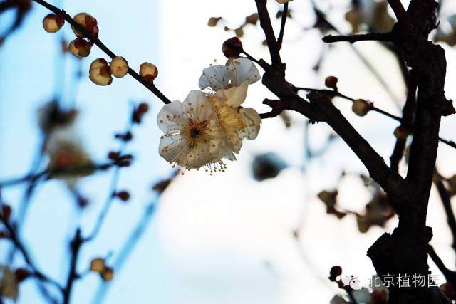 北京精品梅花、腊梅盆景展，2月15日起在盆景园举办