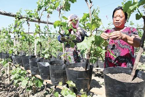 铁岭：村民创新栽培盆景葡萄 价格翻了一倍
