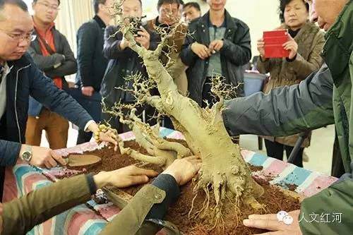 2015年2月12日 红河州盆景艺术协会在蒙自成立