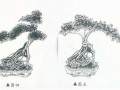 图解 榆树盆景《枯荣》的造型设计