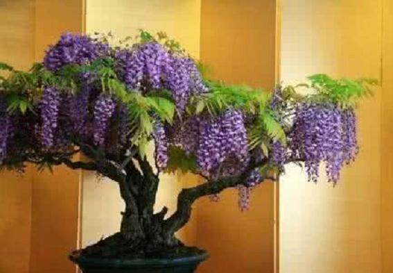 请问怎样才能促成紫藤盆景正常开花？