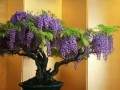 怎样才能促成紫藤盆景开花的5个方法