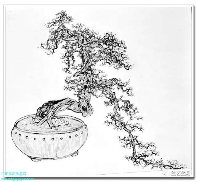 盆景作品素描图，登刊《中国花卉盆景》杂志