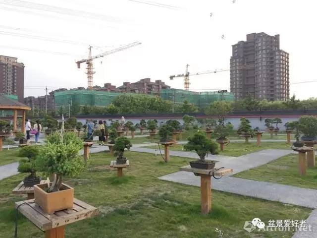 盆景联展在北京朝阳区大观堂盆景园开幕