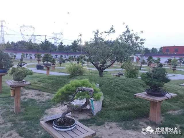 盆景联展在北京朝阳区大观堂盆景园开幕