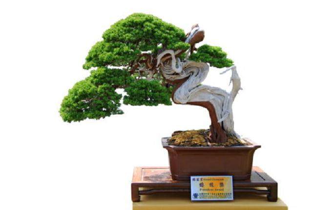第八届亚太地区盆景赏石会议暨展览会将在北京植物园拉开帷幕