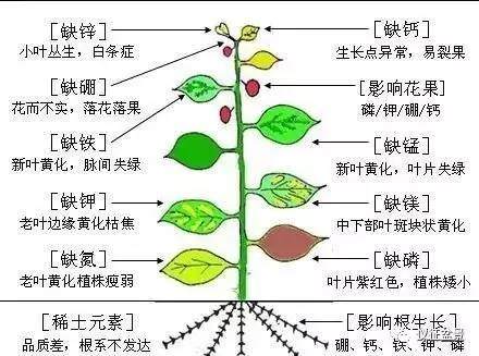 盆景在养护中用到最多的是玉肥 Penjing8 盆景吧