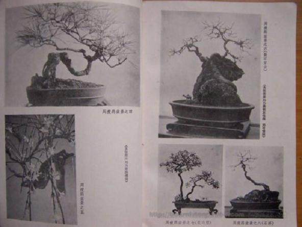 清朝的苏派盆景艺术家--周瘦鹃
