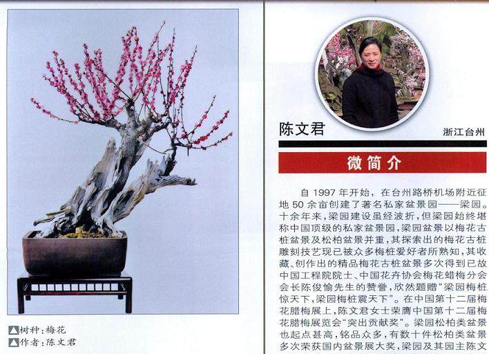 台州女性盆景艺术家--陈文君
