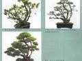 图解 怎么制作松树盆景3个方法