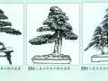 图解 树木盆景怎么制作的5个过程